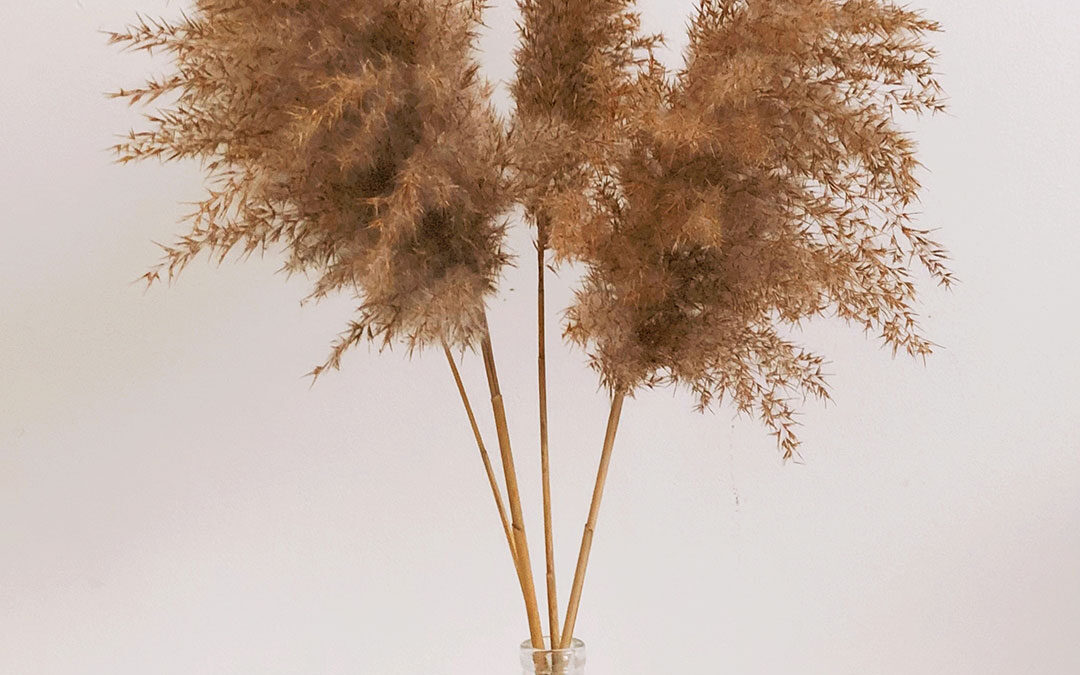 Phragmites, an Affordable Alternative to Pampas Grass