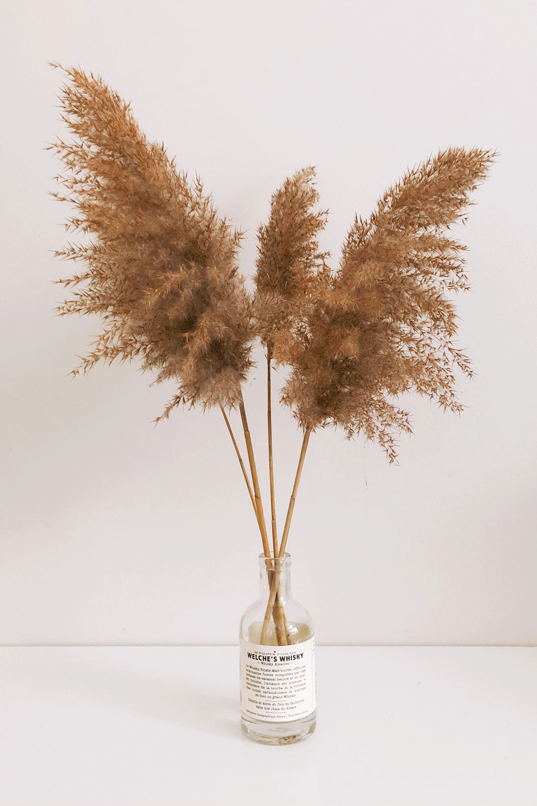 Phragmites, an Affordable Alternative to Pampas Grass